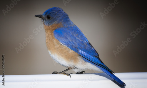 Perched