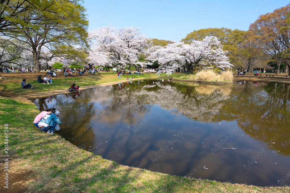 Fotka „Tokyo, Japan April 2, 2018 Yoyogi Park( Yoyogi kōen) is a