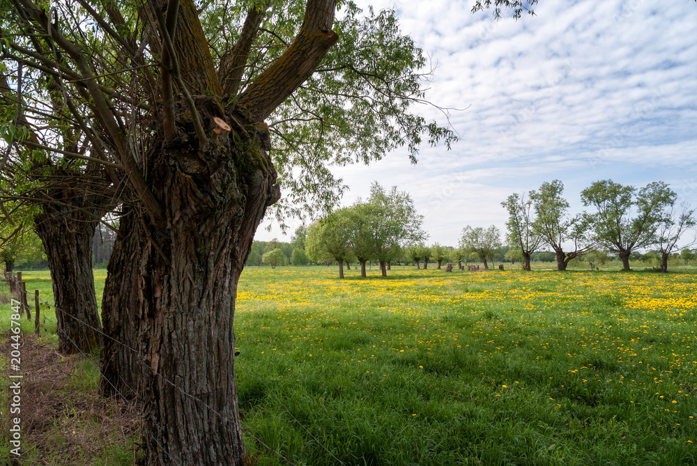 Fototapeta premium Wiosna na Podlasiu
