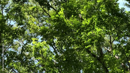 Young leaves swaying in the wind