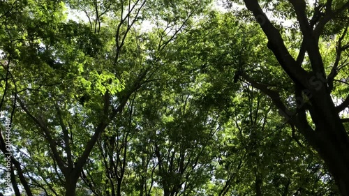 Young leaves swaying in the wind