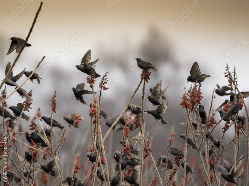 Flock