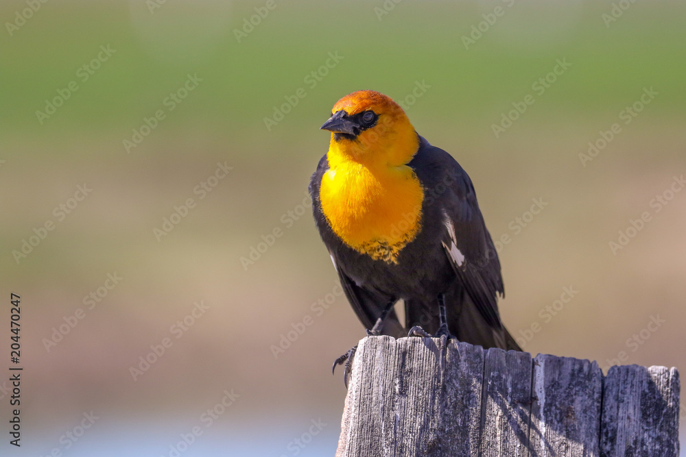 Naklejka premium Yellow Headed Blackbird perched on a post.