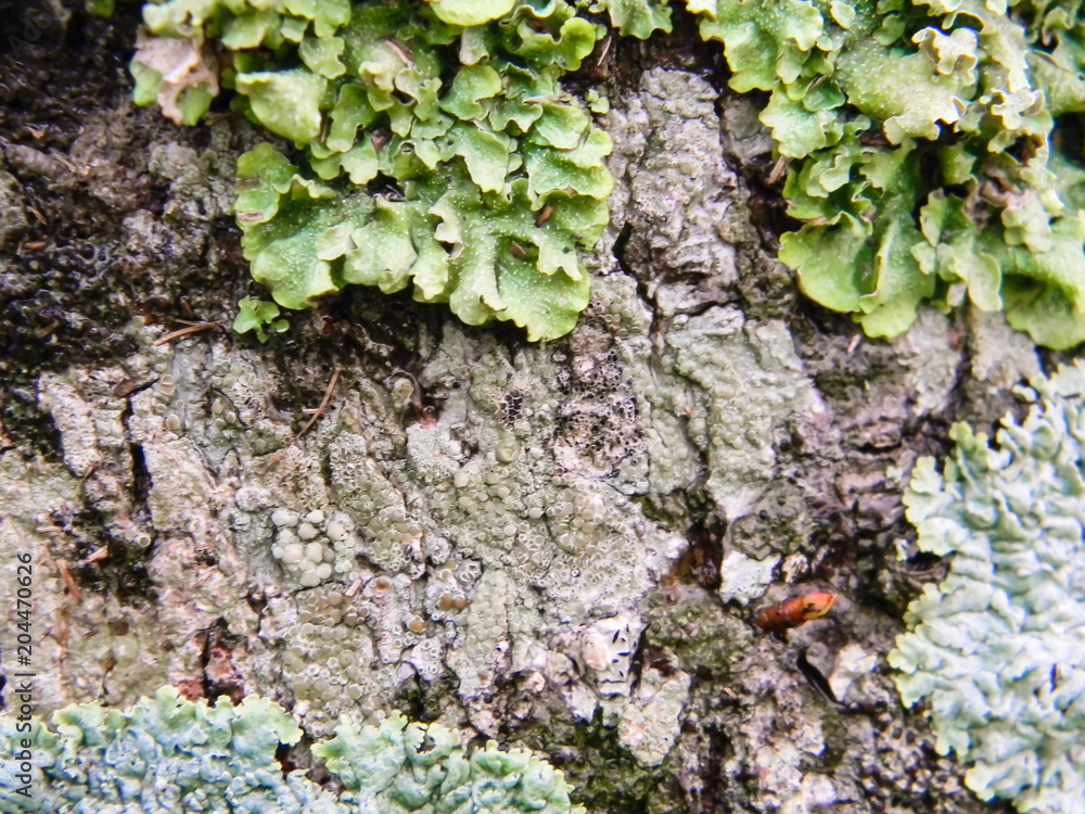 texture of bark of trunk with mushrooms mold texture of bark of trunk with mushrooms mold