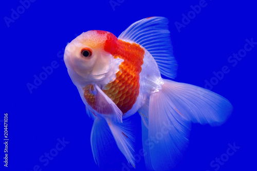 Goldfish isolated on blue background © foto76
