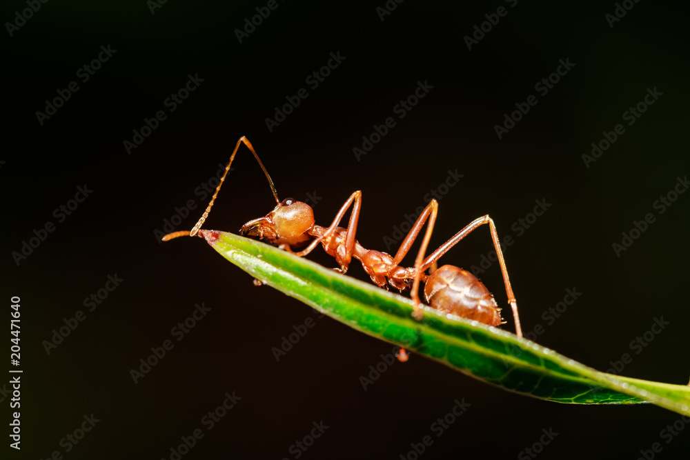 Closeup. Macro shot of red ant on green leaf. Closeup. Macro shot of red ant on green leaf.