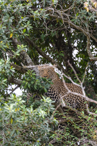 African leopard on the tree. Masai Mara, Kenya