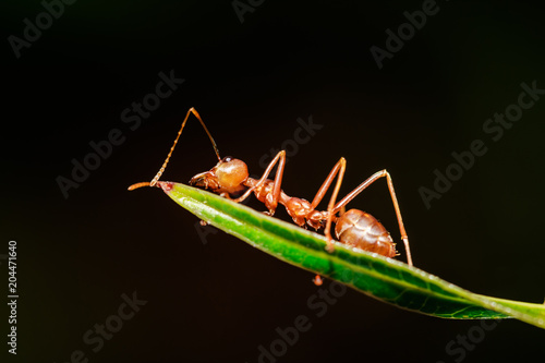 Wallpaper Mural Closeup. Macro shot of red ant on green leaf. Torontodigital.ca
