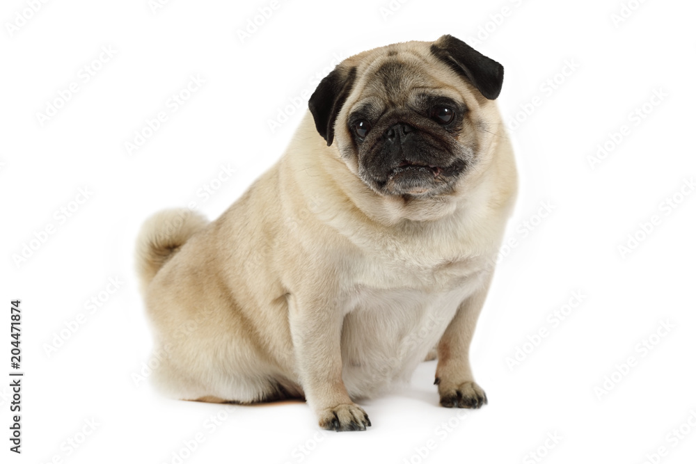 Purebred pug dog sitting in a studio