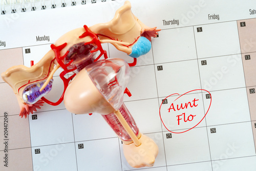 Female menstruation cycle and euphemism for the critical day concept with the woman reproductive system on a calendar with the words aunt flo circled in red marker