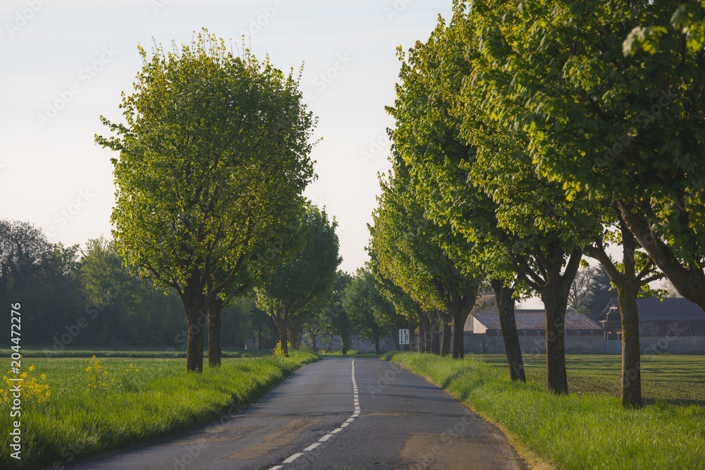 Naklejka premium scenic empty countryside road surrounded by trees in day .