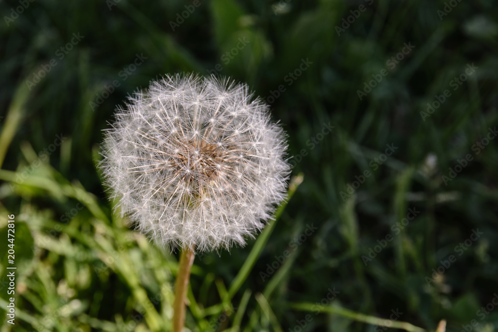 Dandelion in the sun against a background of a dark field Dandelion in the sun against a background of a dark field