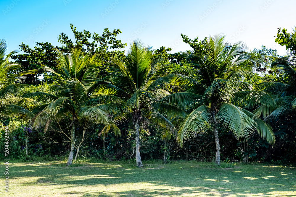 Obraz premium Palm trees of various sizes in a park on sunny day in Rio de Janeiro. Shadows in the foreground, and a deep blue sky. Rio de Janeiro, Brazil.