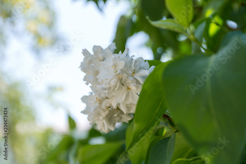 Lilac white on blurred background photo