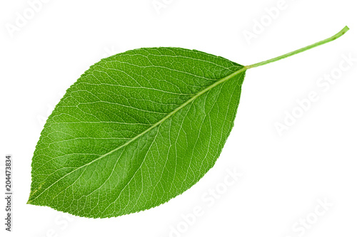 Pear leaf closeup on white