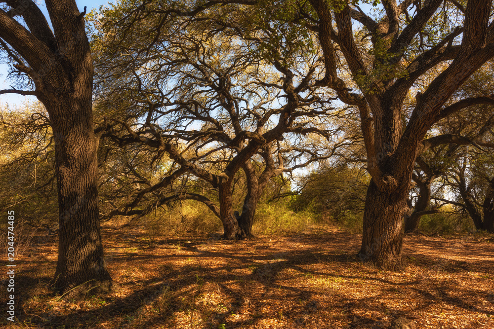 Live Oak trees, central Texsas