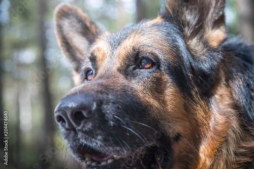 Muzzle dog German shepherd in a forest © keleny