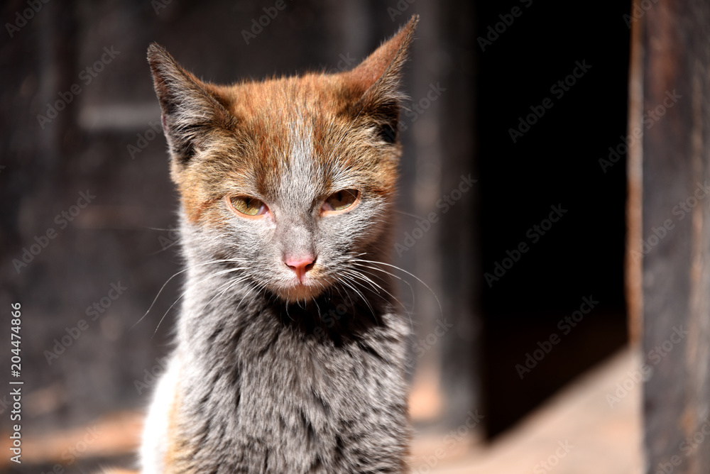 Obraz premium Adorable cat posing 