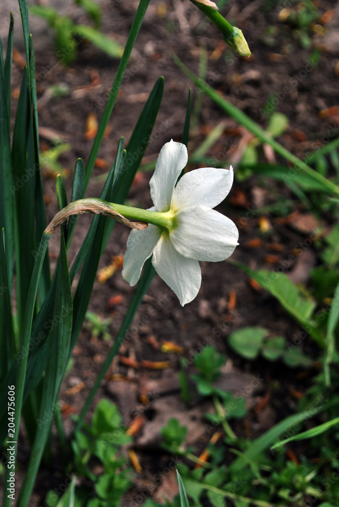 White daffodil ( Narcissus poeticus) with green leaves, growing plant on blurry gray soil background, side view White daffodil ( Narcissus poeticus) with green leaves, growing plant on blurry gray soil background, side view