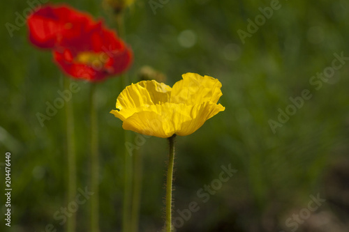 Papaver nudicaule / croceum / miyabeanum / amurense / macounii (Iceland poppy)