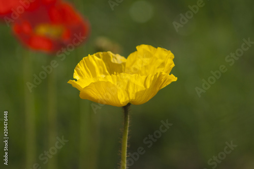 Papaver nudicaule / croceum / miyabeanum / amurense / macounii (Iceland poppy)