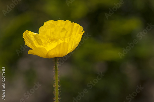 Papaver nudicaule / croceum / miyabeanum / amurense / macounii (Iceland poppy)