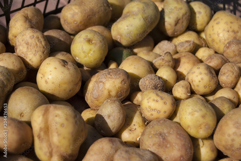 Small seed potatoes, flooded with sunlight, lie in a box.Planting material Small seed potatoes, flooded with sunlight, lie in a box.Planting material