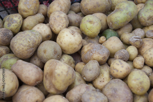 Small seed potatoes lie in a box before planting.Planting material
