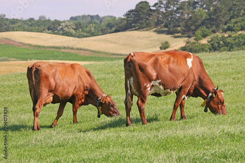 Quadro su tela Dairy cattle grassing on Danish island Samsoe, Denmark
