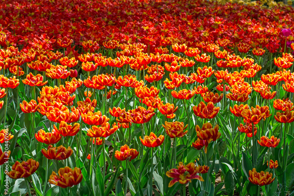 A pattern of flowering flowers A pattern of flowering flowers