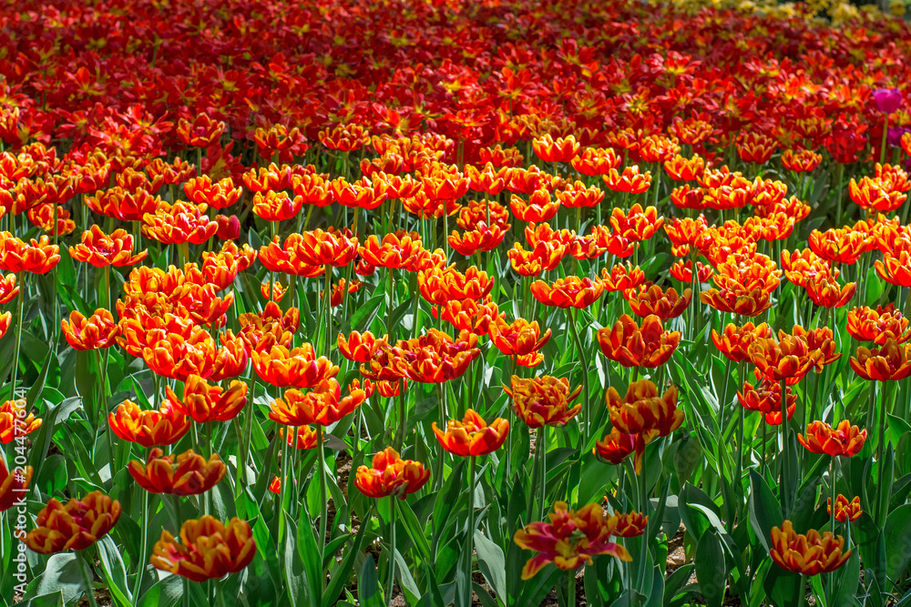 A pattern of flowering flowers