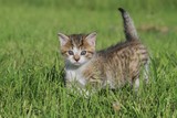 adorable colorful  kitten in the grass. Felis silvestris, f. catus