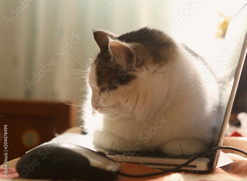 cute cat lay resting on laptop keyboard on the table funny photo photo