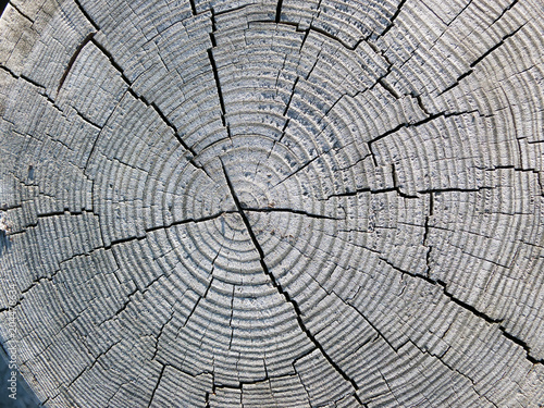  Cross-section of a pine wood tree rings as a texture or background