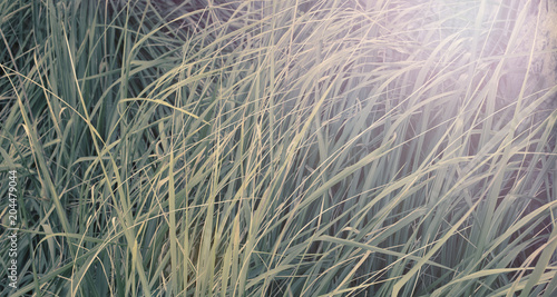 Banner Natural background grass texture color ultraviolet