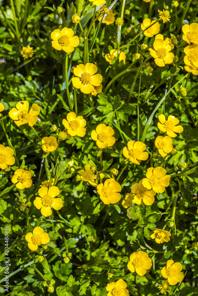 Fototapeta premium Buttercups in a marsh meadow in spring