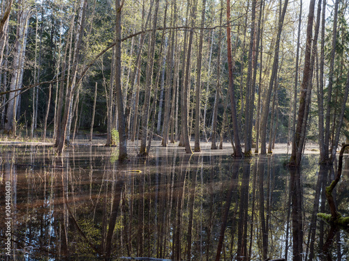 Spring landscape with flooded trees. Farnebofjarden national park in Sweden