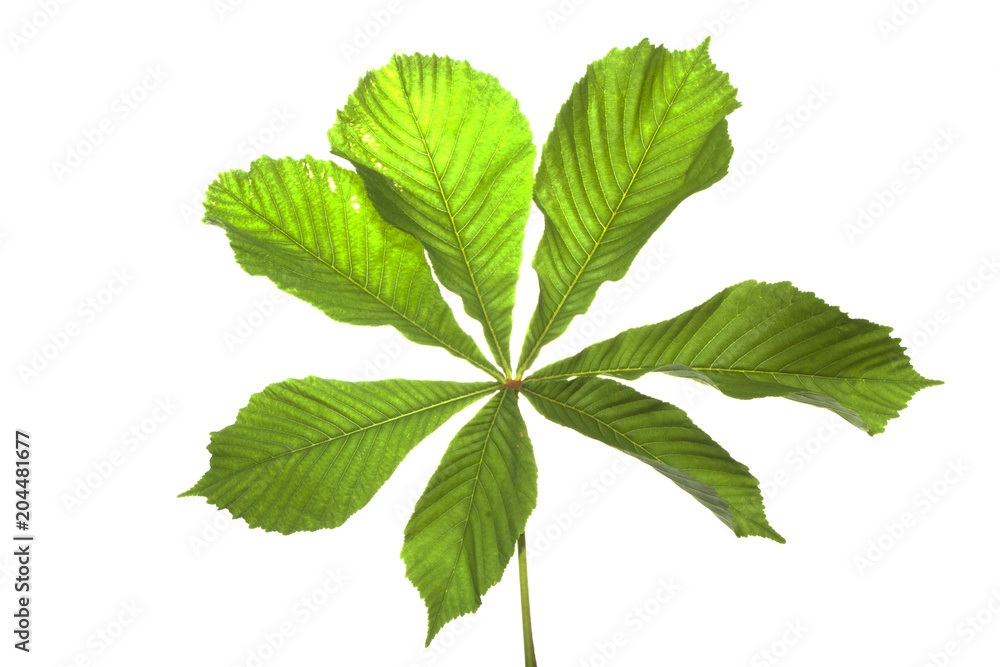 Chestnut leaf isolated on white background Chestnut leaf isolated on white background