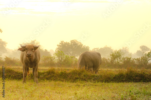 Buffalo in the farm with lighting in morning time. © thongsan