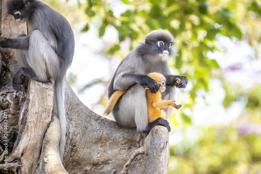 Obraz premium Dusky leaf monkey