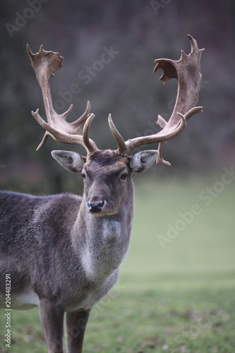 Fototapeta Naklejka Na Ścianę i Meble -  Single male Fallow Deer (Dama Dama) on the Meadow
