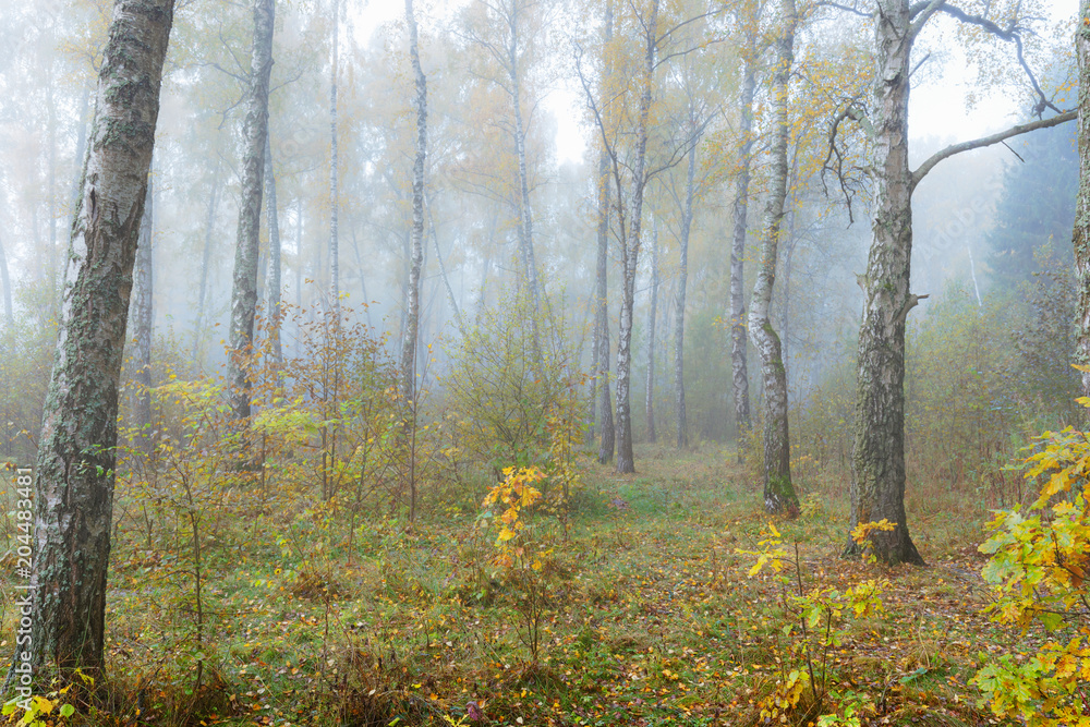 Fototapeta premium Misty morning in the woods in the fall. Morning, autumn. Birch grove near the city.