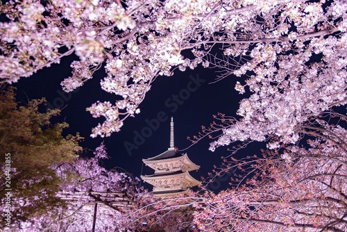 Canvas Print 桜満開の京都・東寺
