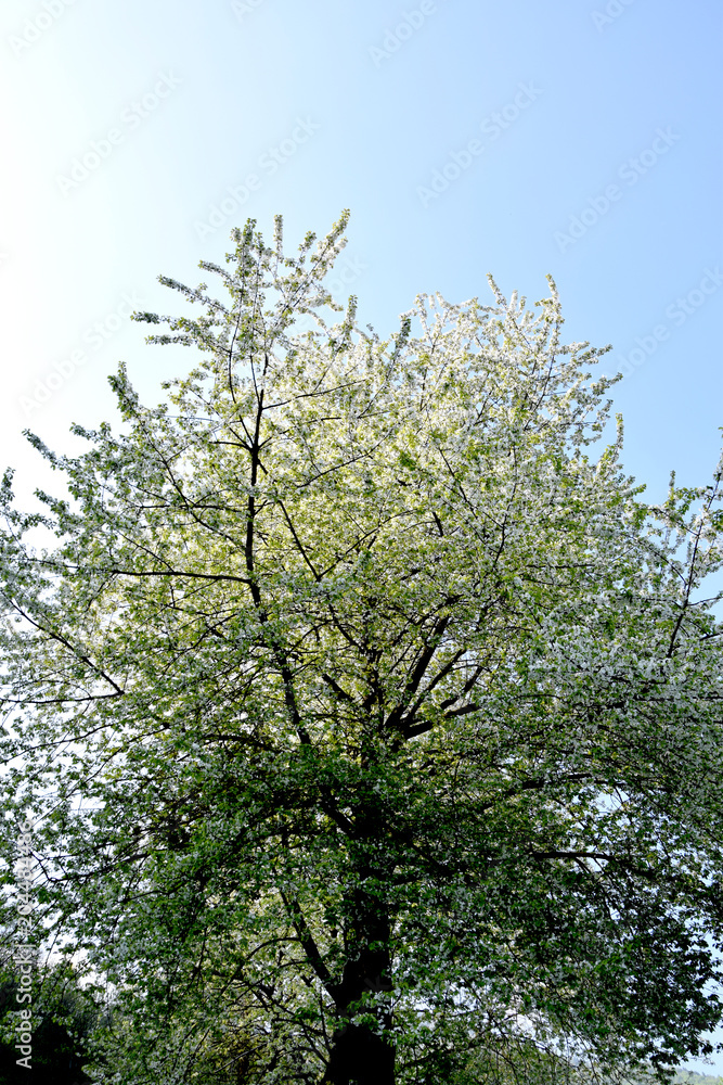 Albero in fiore Albero in fiore