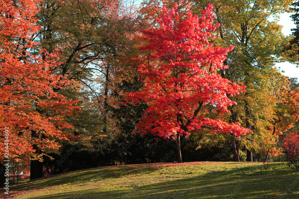 Fototapeta premium kolorowe drzewo jesienią