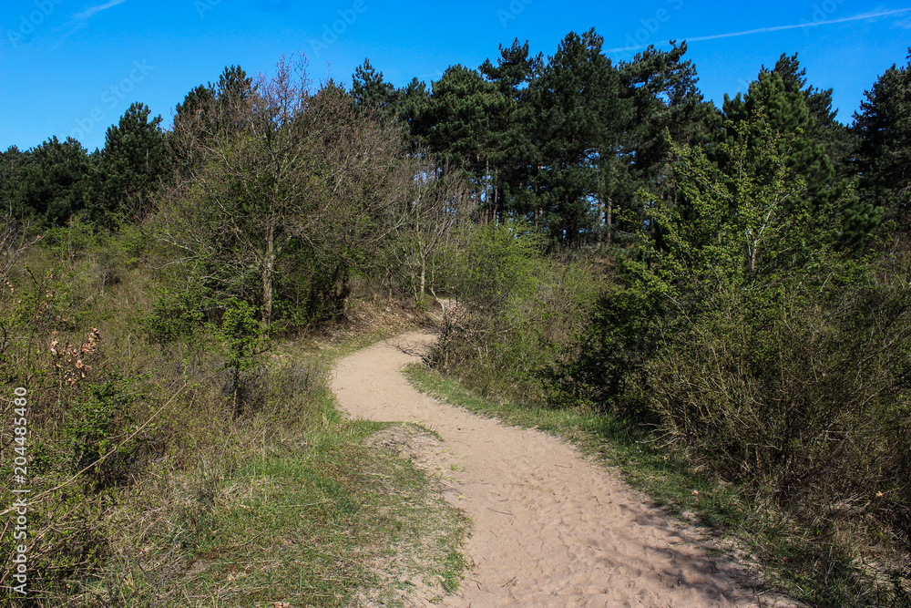 Dunes landscape, national park kennemerland zuid in the Netherlands, during spring