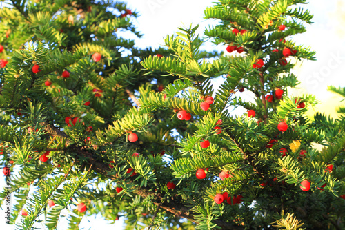 yew tree fruits