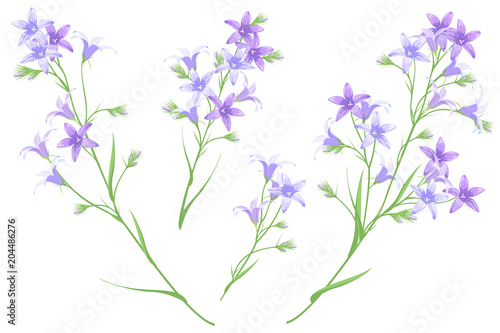 Bellflowers, set of hand drawn vector illustrations, imitation of watercolor painting.