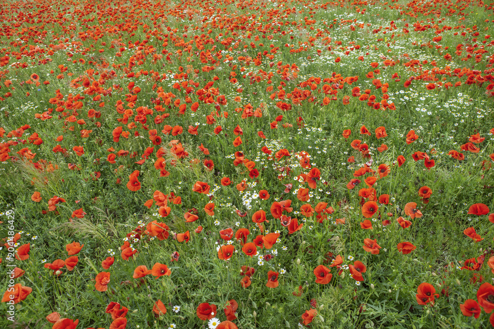 Blooming red poppies and white chamomiles