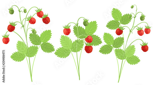 Set of strawberry plants with red berries, hand drawn vector imitation of watercolor painting.